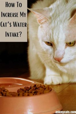 Can I Put Protein Powder in Water? And Why Does My Cat Judge Me When I Do?