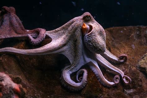 Does Octopus Have Protein: Exploring the Culinary and Biological Mysteries of the Deep