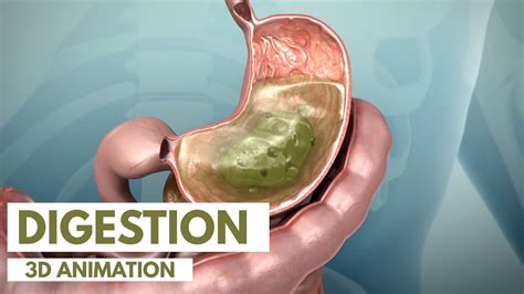 Does Protein Slow Down Digestion: Unraveling the Mysteries of Gastric Timings and Culinary Alchemy