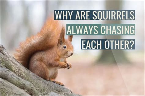 Does Running Downhill Make You Faster? And Why Do Squirrels Always Win the Race?