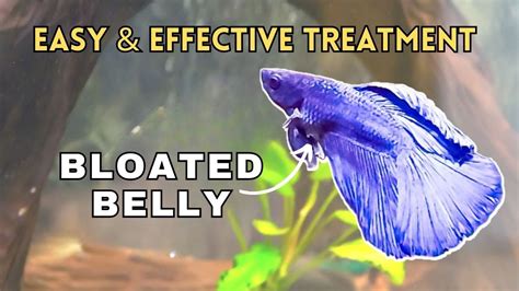 How to Help Betta with Swim Bladder: A Dive into the Depths of Fish Care