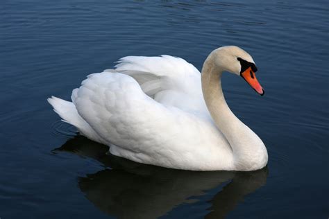 Is Lake Como Safe to Swim In? And Why Do Swans Always Look So Judgmental?