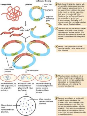 When plasmids are used to produce a desired protein, the dance of molecular machinery begins