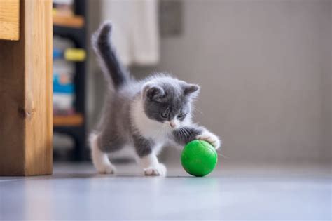 岡山学芸館サッカープロ内定: なぜ猫はサッカーをしないのか？