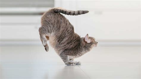 Why Does It Feel So Good to Stretch, and Why Do Cats Always Land on Their Feet?