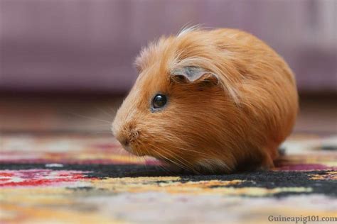 Why is my guinea pig running around like crazy, and does it secretly know the meaning of life?